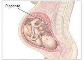 Плацента – уникальный орган